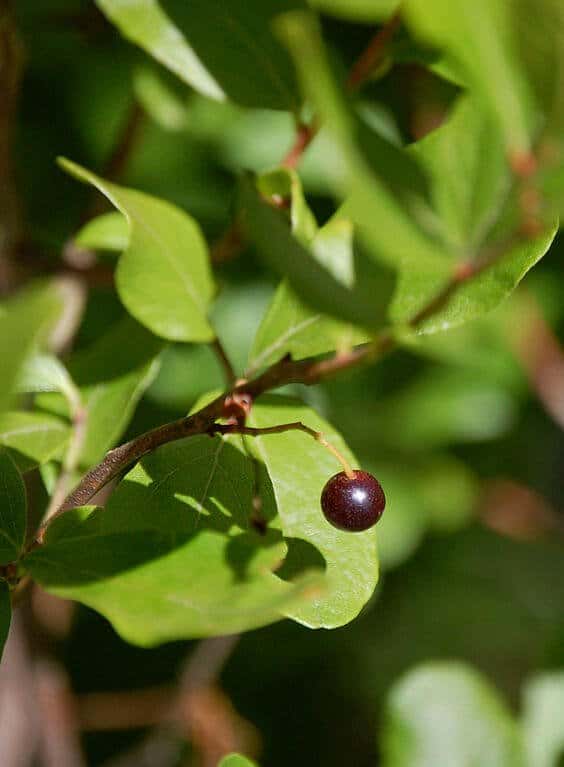 Black huckleberry