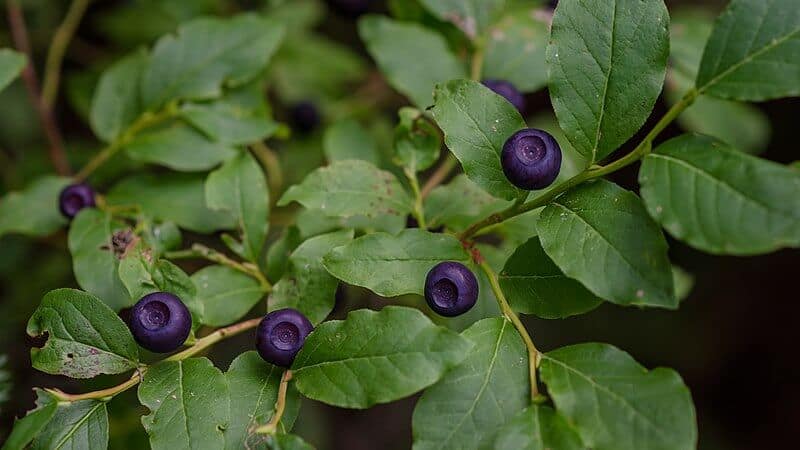 Huckleberry