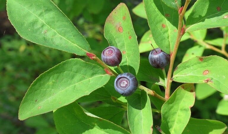 Mountain Huckleberry