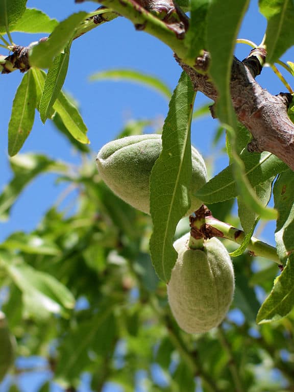 green almonds