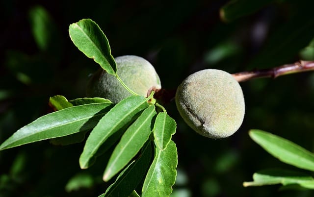 Green Almonds